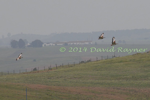 Bustard, Great 2 [F]