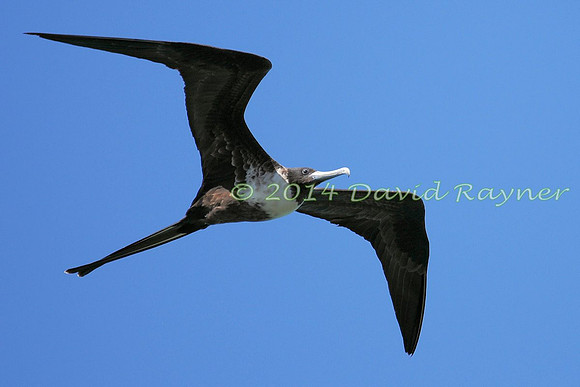 magnificent frigatebird (12)