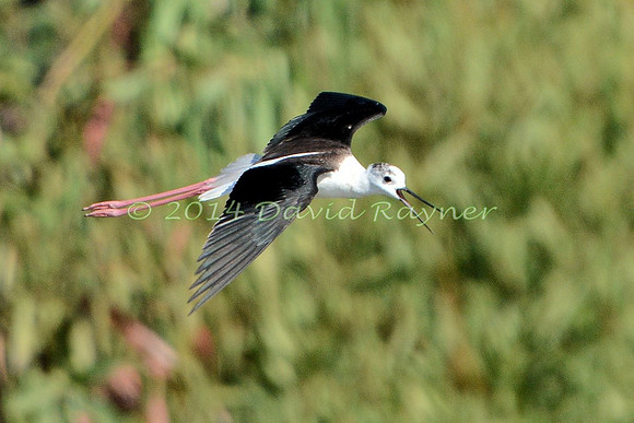 black-winged stilt (19)