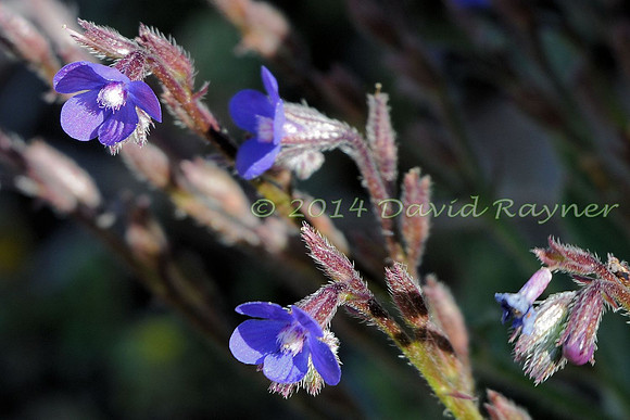 Alkanet, Large Blue