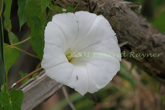 Bindweed, Hedge