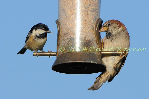 at the feeder 1