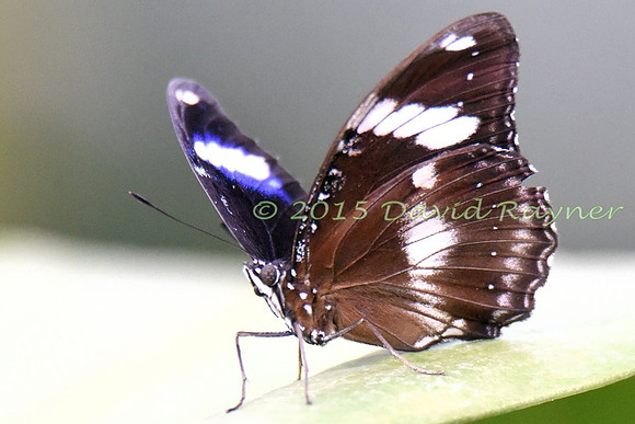 Eggfly, Great [tu]