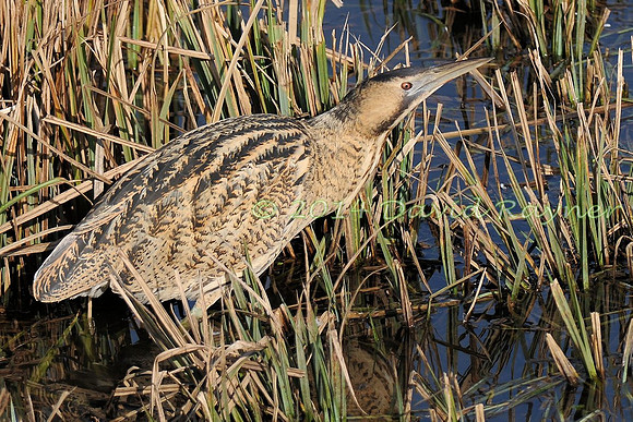 Bittern 13