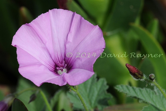 Bindweed, Mallow-leaved
