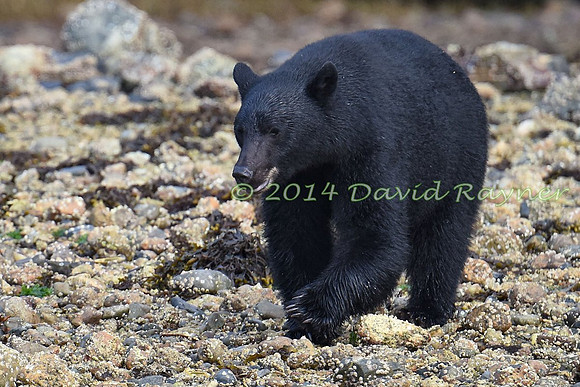 Bear, Black (19)