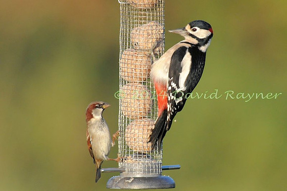 at the feeder 3