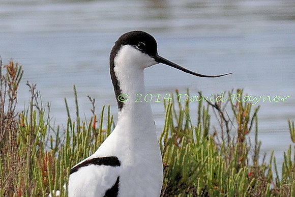 Avocet
