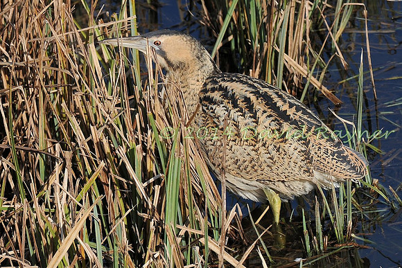 Bittern 08