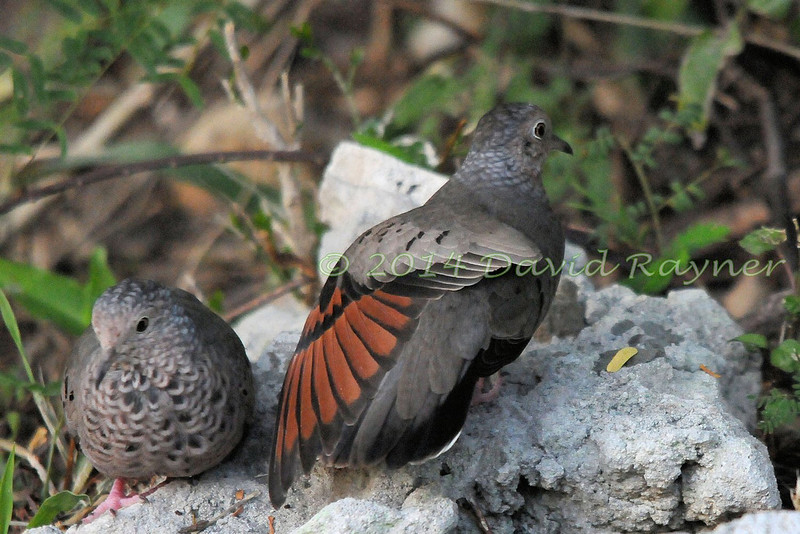 David Rayner Photography Birds of Antigua