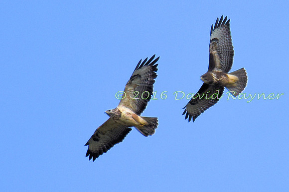 Buzzard, Common 17