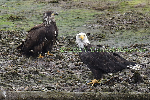 Eagle, Bald 06 [j+a]