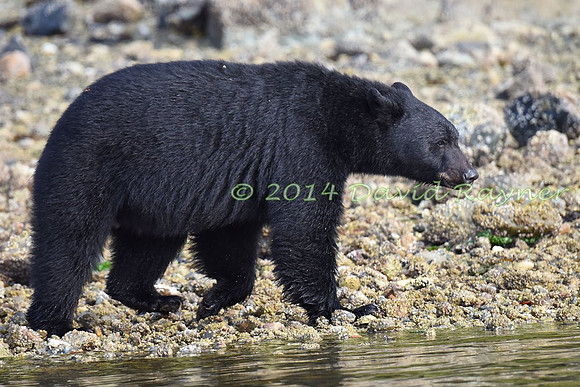 Bear, Black (30)