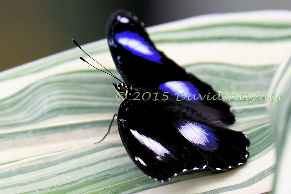 Eggfly, Great
