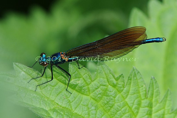 .damsel, Beautiful Demoiselle [im]