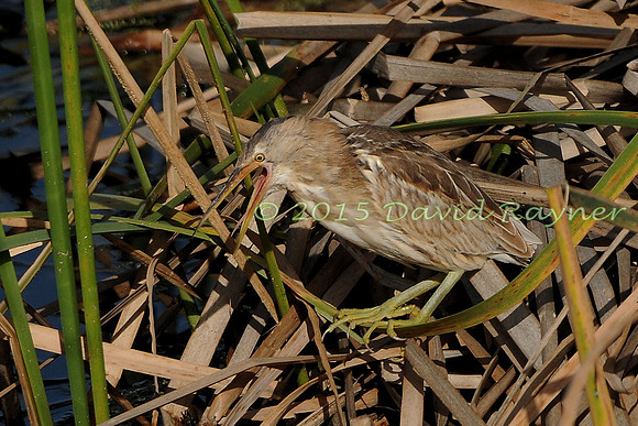 Bittern, Little 7 [j]