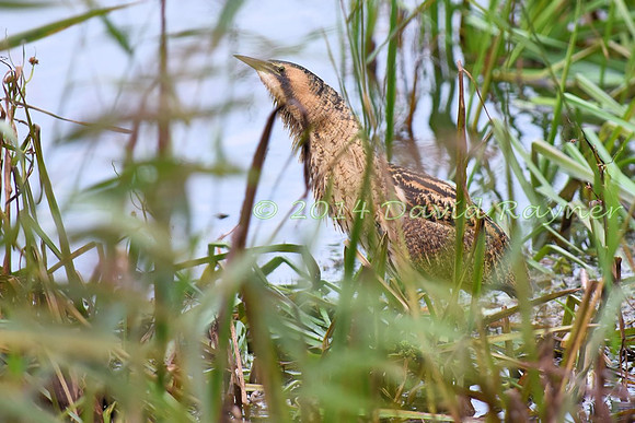 Bittern 01
