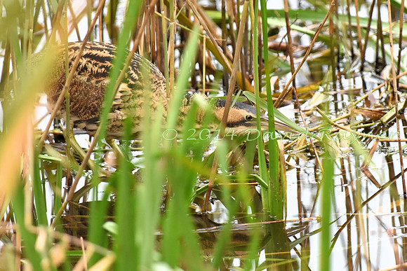 Bittern 04