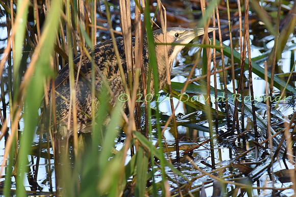 Bittern 05