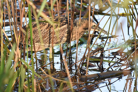 Bittern 06