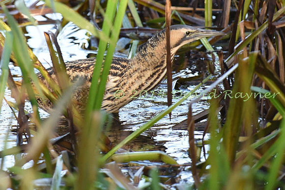 Bittern 07