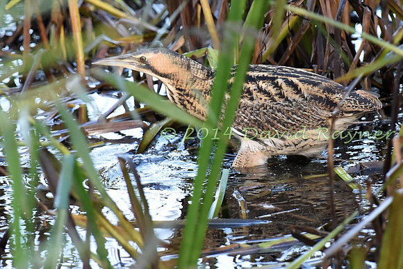 Bittern 08