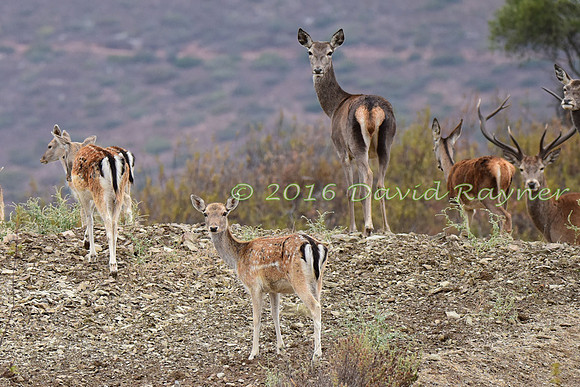 Red&Fallow Deer 06