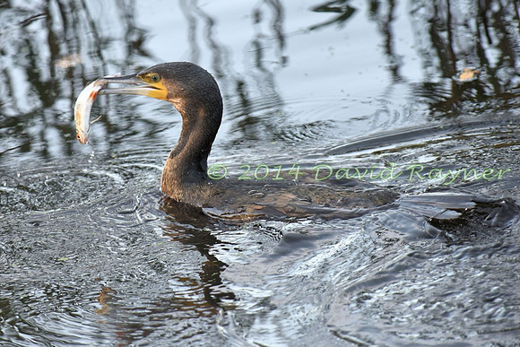 Cormorant 5