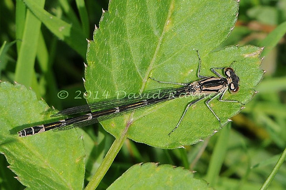 .damsel, Common Blue [if]