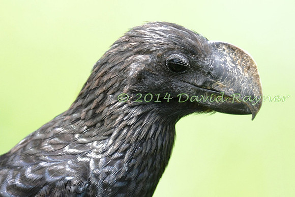 Ani, Smooth-billed 2.1