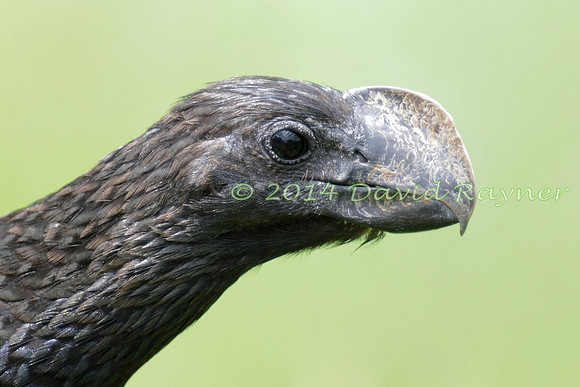 Ani, Smooth-billed 2.2