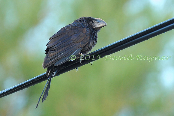 Ani, Smooth-billed 3.1