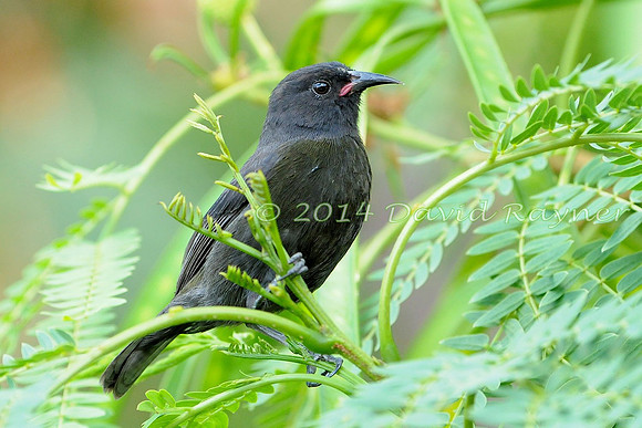 Bananaquit (St Vincent race) 3.2