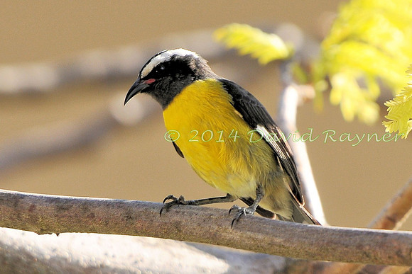 Bananaquit 1.1