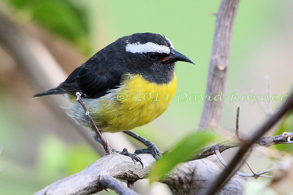 Bananaquit 2.1