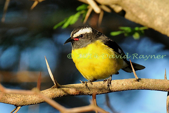 Bananaquit 3.1