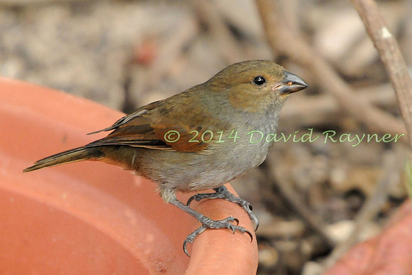 Bullfinch, Lesser Antillean 1.1 [f]