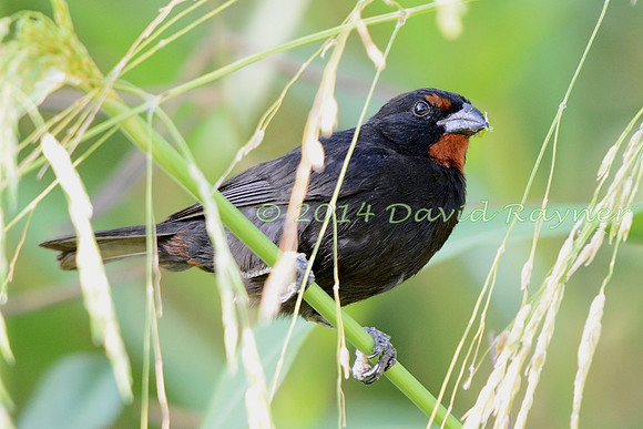 Bullfinch, Lesser Antillean 2.1