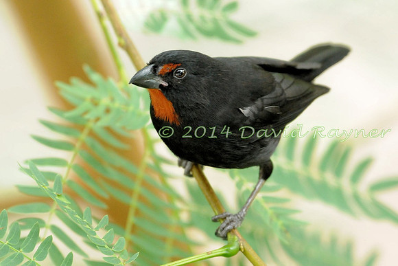 Bullfinch, Lesser Antillean 3.1