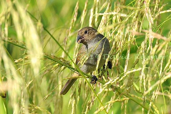Bullfinch, Lesser Antillean 3.2 [f]
