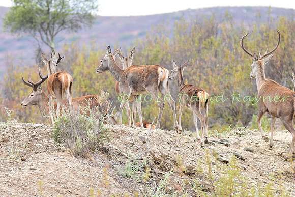 Red&Fallow Deer 03