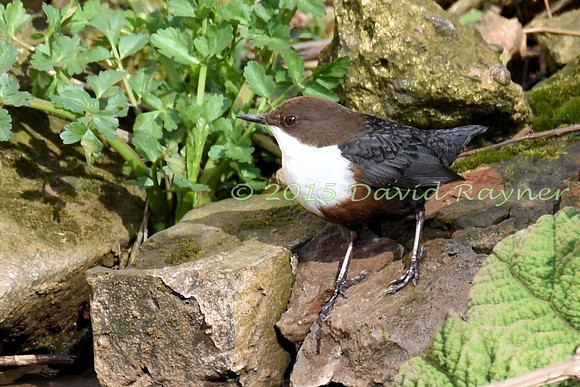 dipper (12)