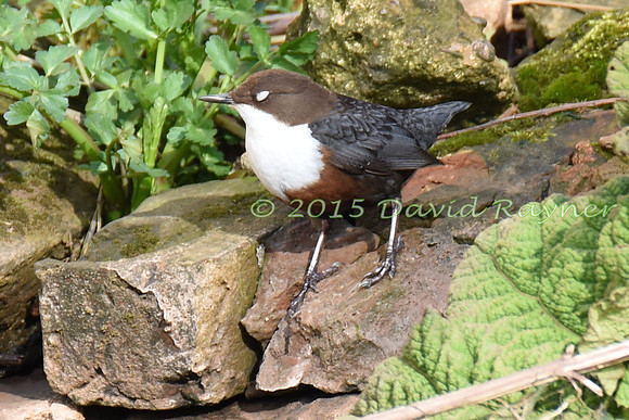 dipper (13)