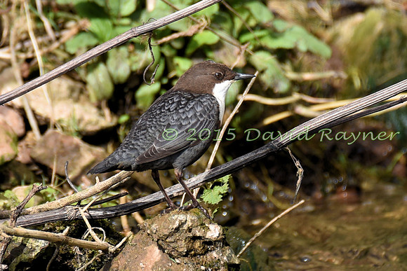 dipper (15)