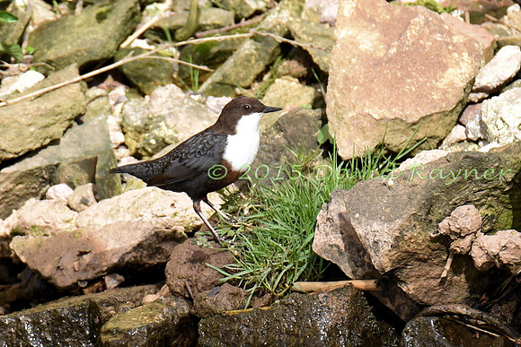 dipper (16)
