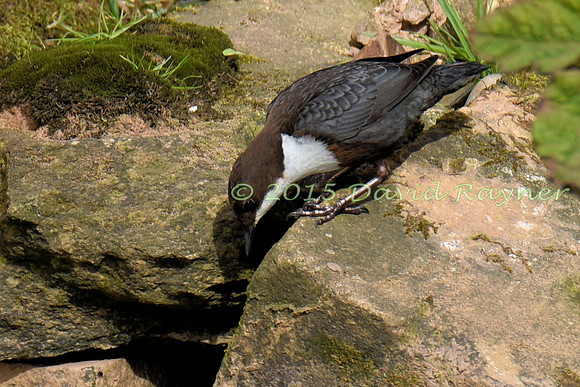 dipper (18)