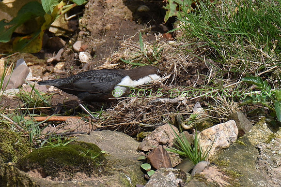 dipper (20)