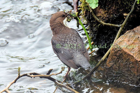 dipper (22)
