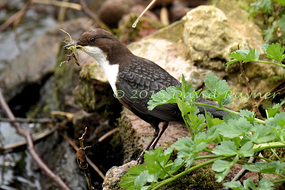 dipper (24)