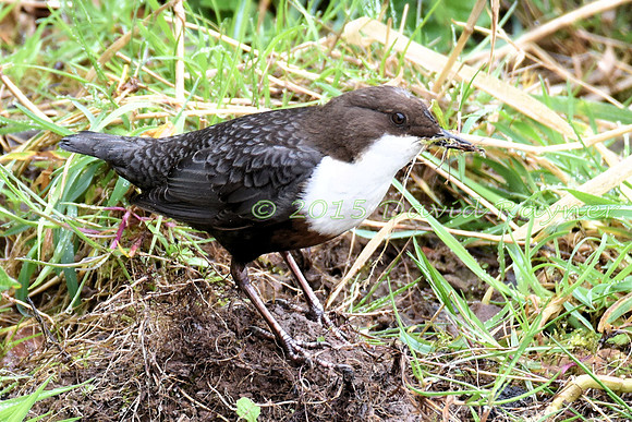 dipper (25)